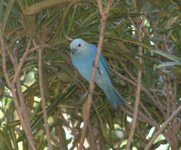 Blue-gray Tanager