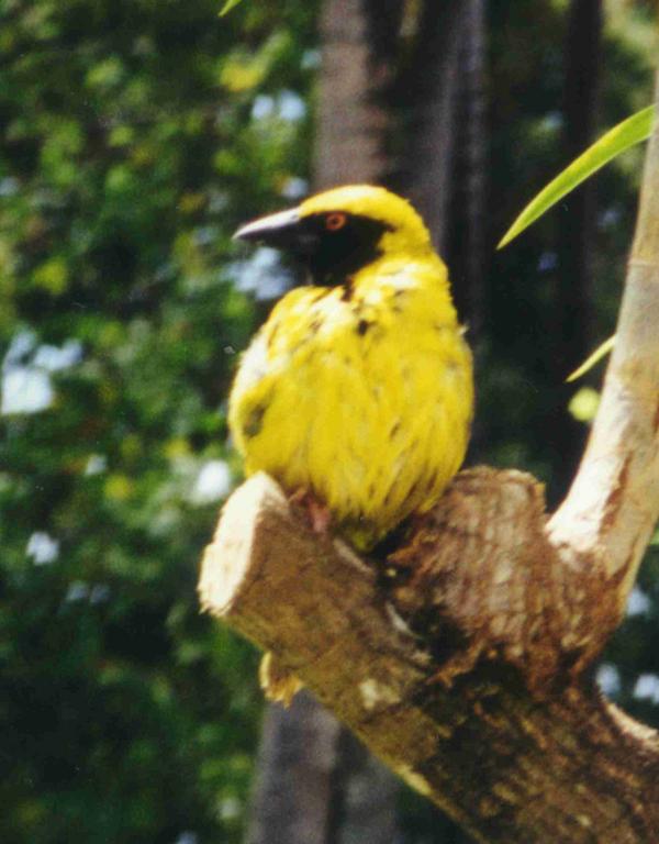 Village Weaver