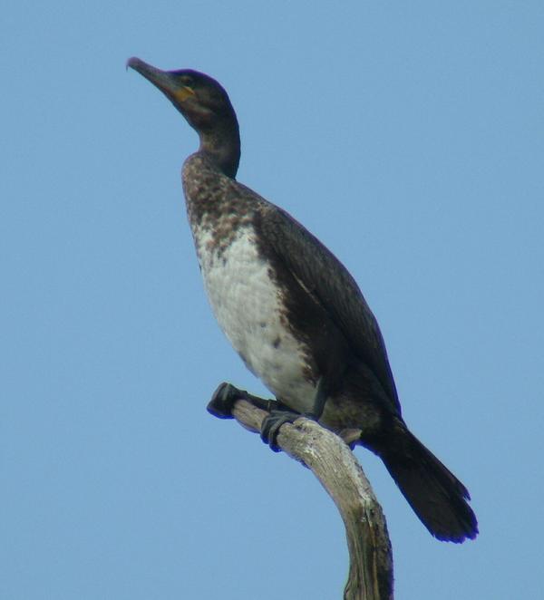 Great Cormorant