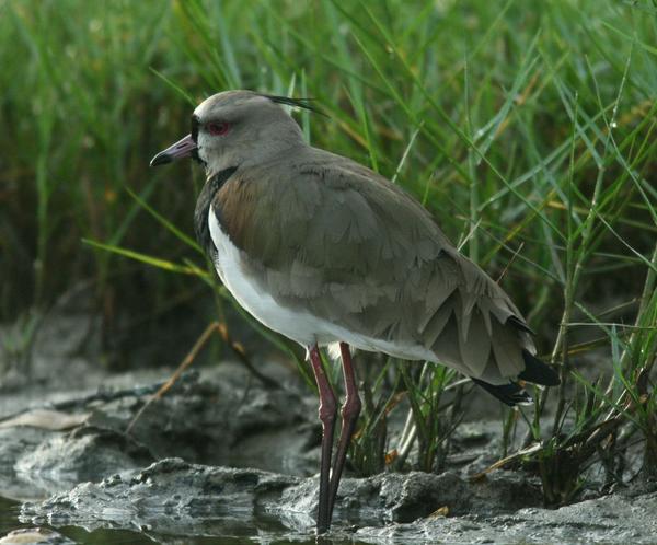 Southern Lapwing Southern Lapwing
