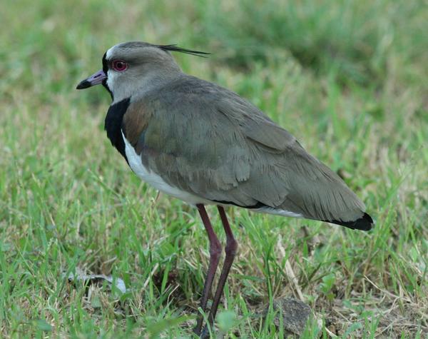 Southern Lapwing