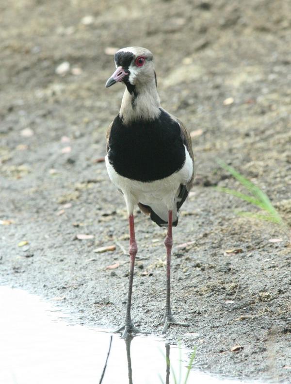 Southern Lapwing Southern Lapwing