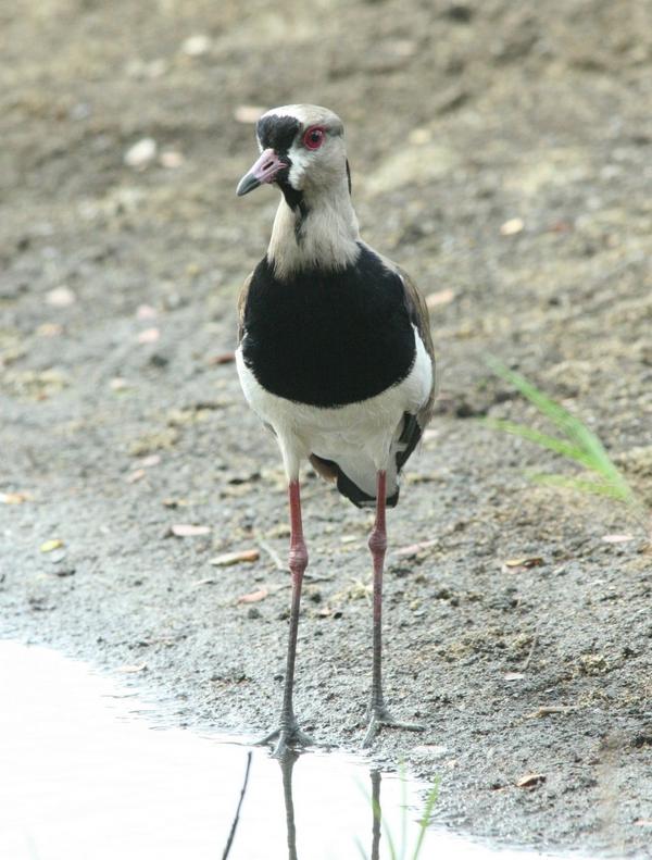 Southern Lapwing