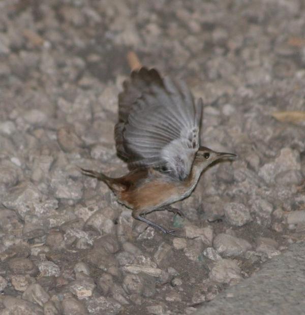 Southern House Wren