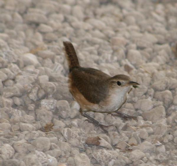 Southern House Wren