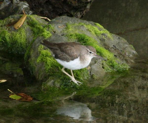 Spotted Sandpiper Spotted Sandpiper