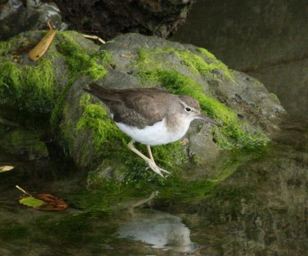 Spotted Sandpiper