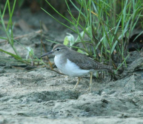 Spotted Sandpiper