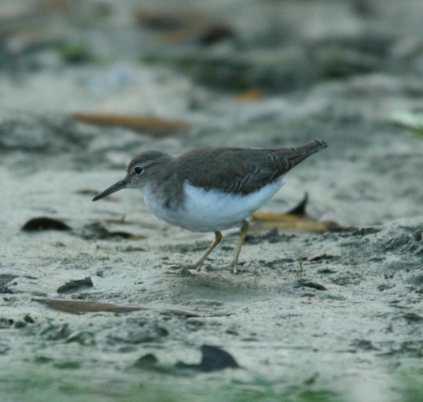 Spotted Sandpiper