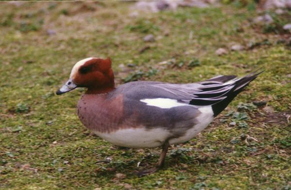 Eurasian Wigeon Eurasian Wigeon