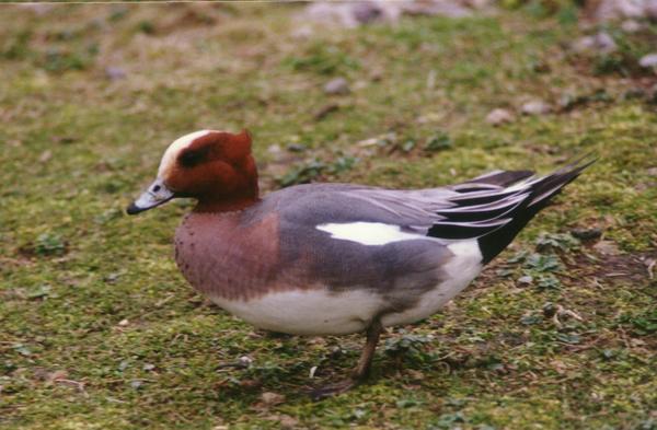 Eurasian Wigeon