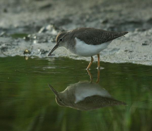 Spotted Sandpiper Spotted Sandpiper
