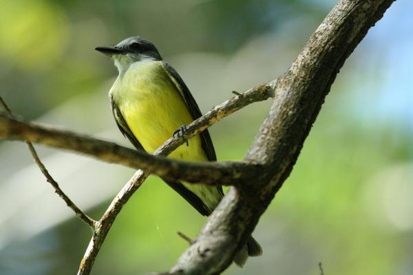 Tropical Kingbird Tropical Kingbird