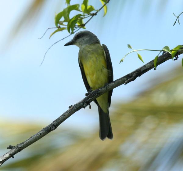 Tropical Kingbird Tropical Kingbird