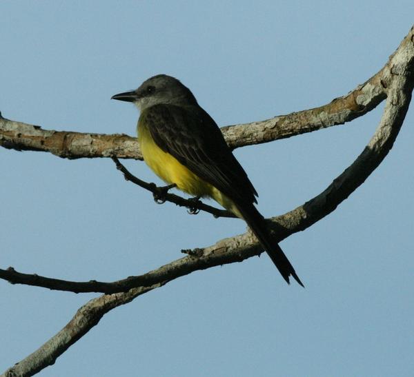 Tropical Kingbird