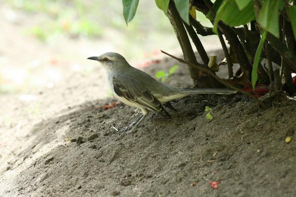 Tropical Mockingbird Tropical Mockingbird