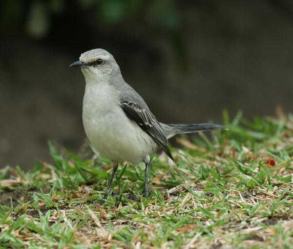 Tropical Mockingbird Tropical Mockingbird