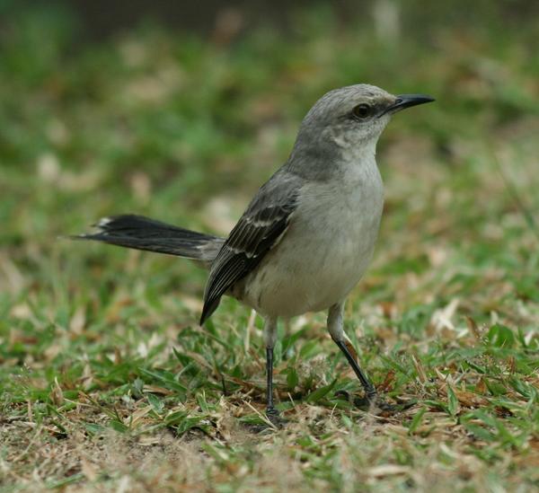 Tropical Mockingbird Tropical Mockingbird