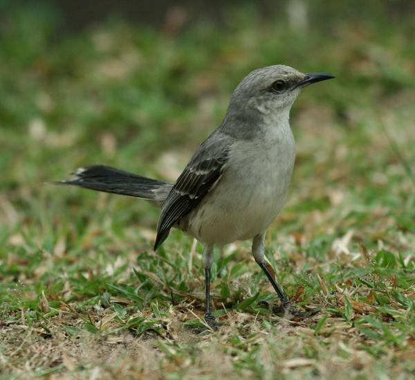 Tropical Mockingbird