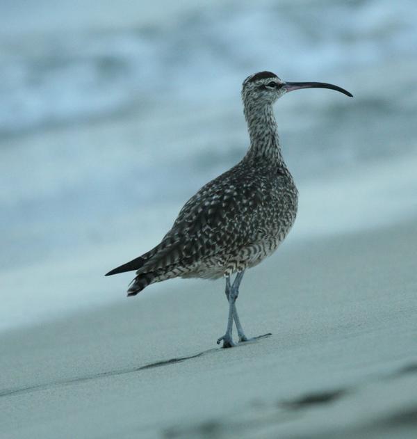 Whimbrel