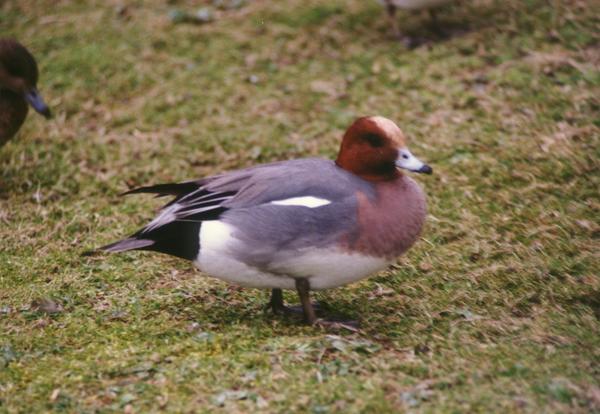 Eurasian Wigeon Eurasian Wigeon