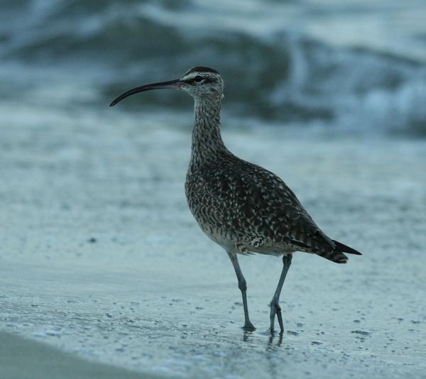 Whimbrel