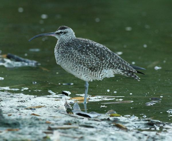 Whimbrel