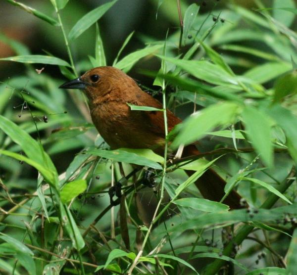 White-lined Tanager