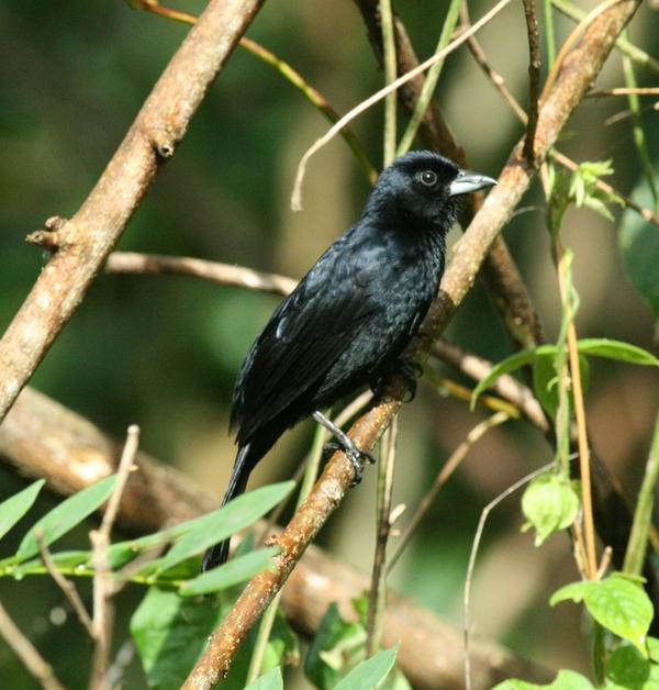 White-lined Tanager