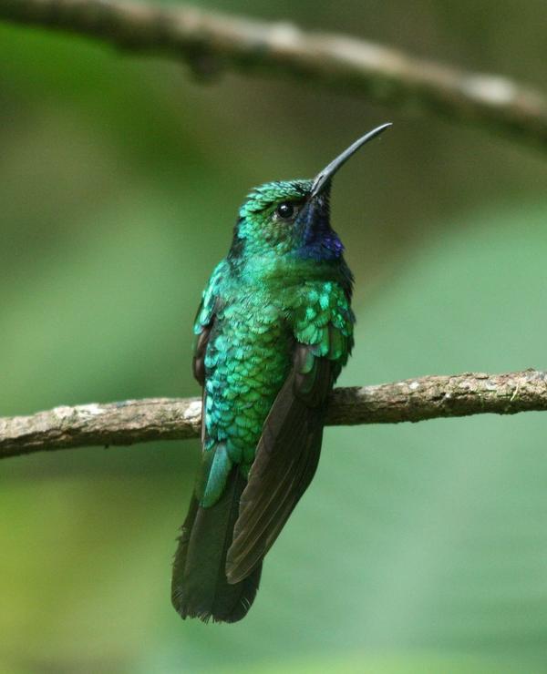 White-tailed Sabrewing White-tailed Sabrewing