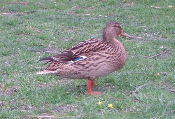Mallard Mallard