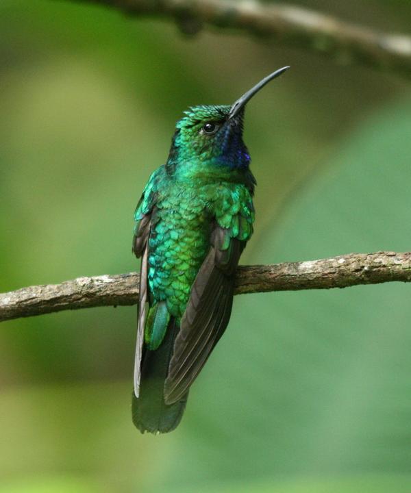White-tailed Sabrewing White-tailed Sabrewing
