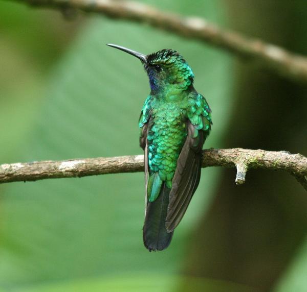 White-tailed Sabrewing