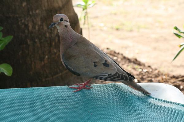 White-tipped Dove