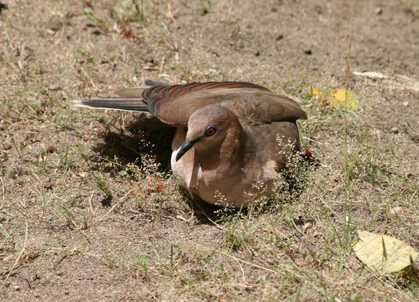 White-tipped Dove