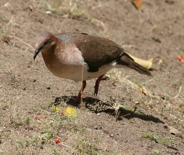 White-tipped Dove