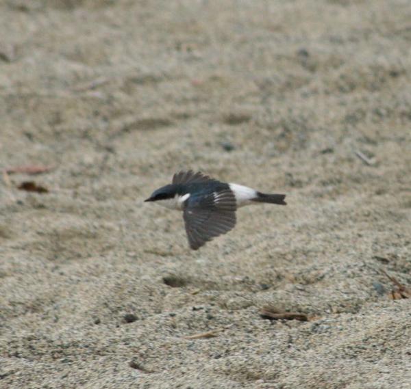 White-winged Swallow