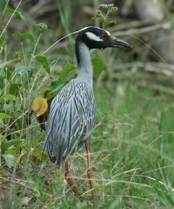 Yellow-crowned Night Heron