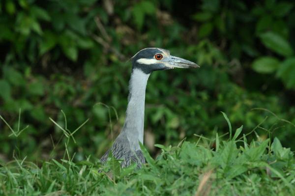 Yellow-crowned Night Heron