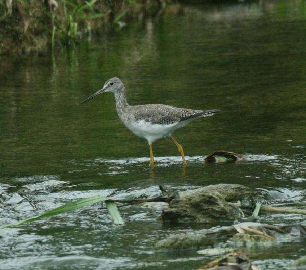 Lesser Yellowlegs Lesser Yellowlegs