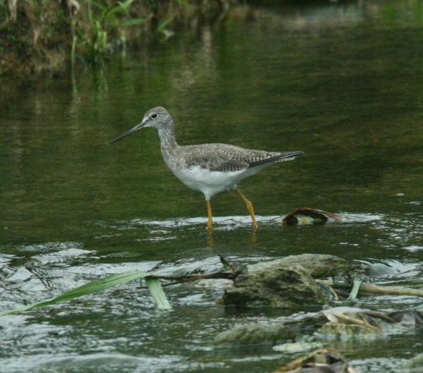 Lesser Yellowlegs