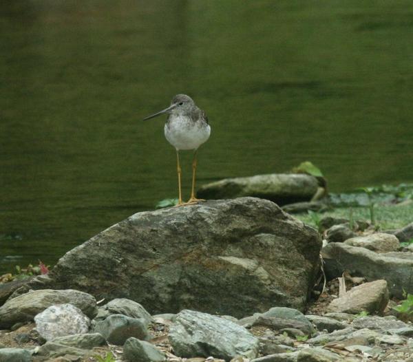 Lesser Yellowlegs Lesser Yellowlegs