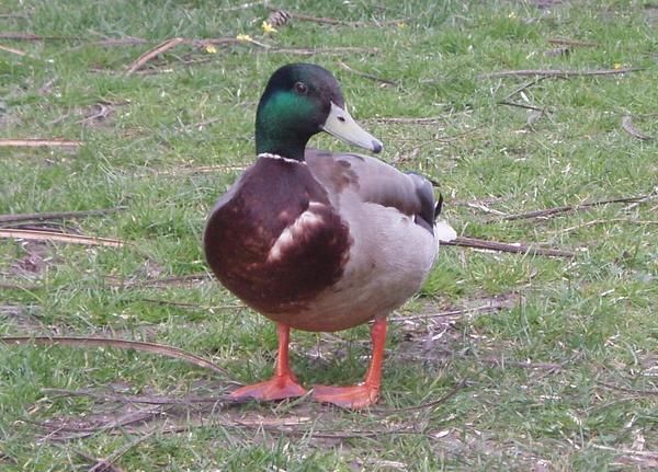 Mallard