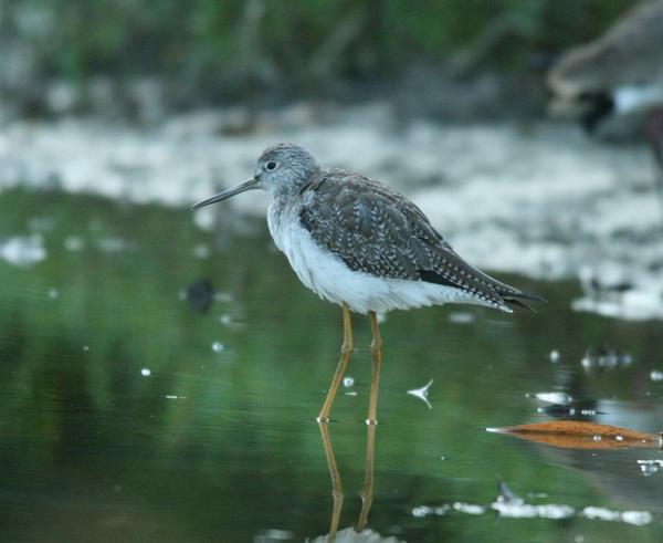 Lesser Yellowlegs