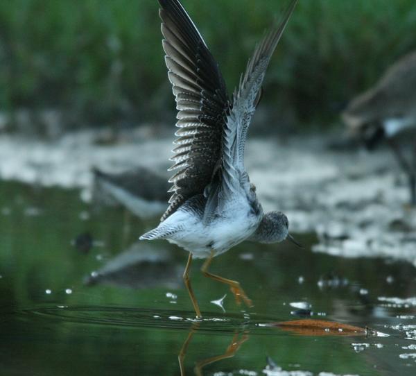 Lesser Yellowlegs Lesser Yellowlegs