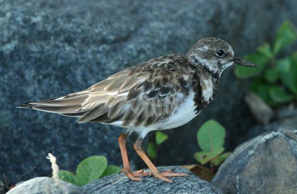 Ruddy Turnstone