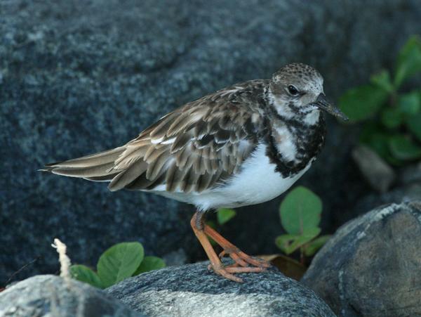 Ruddy Turnstone