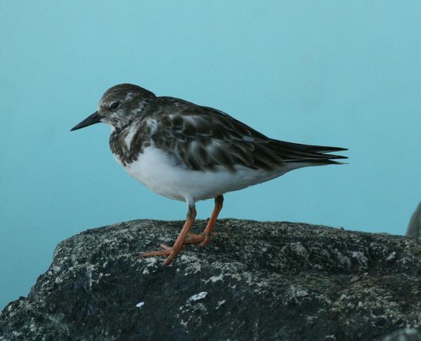 Ruddy Turnstone