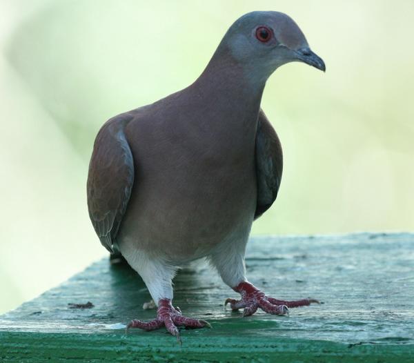 Pale Vented Pigeon Pale Vented Pigeon