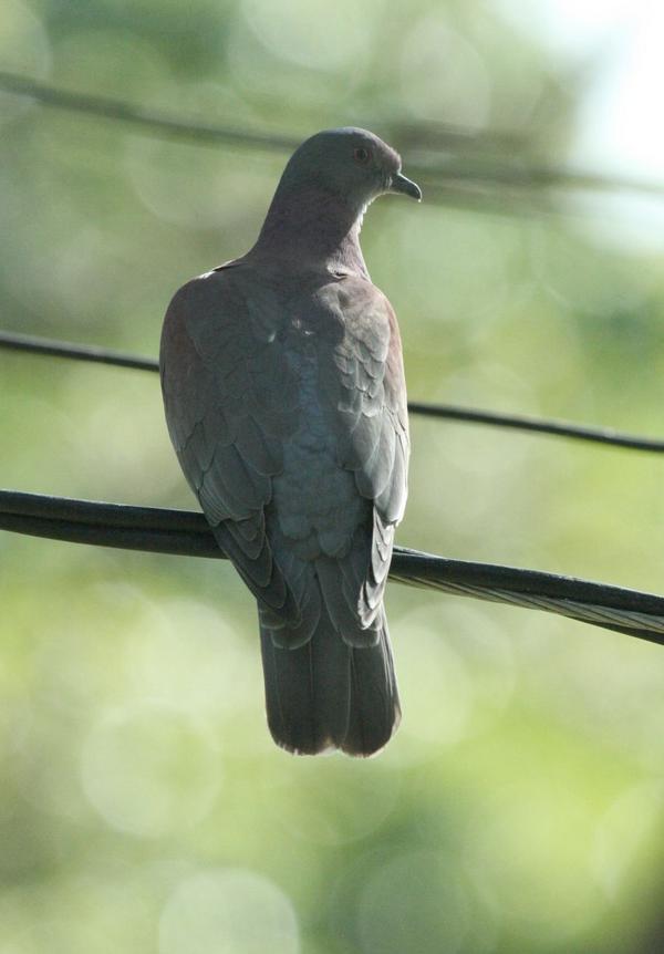 Pale Vented Pigeon